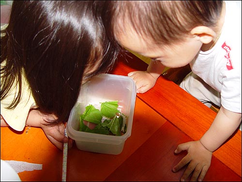 뭐가 그리 신기한지 아침, 저녁으로 이 놈을 쳐다봅니다. 밥 먹을 때는 식탁에까지 데리고 와서 아빠의 식욕을 떨어뜨립니다. 